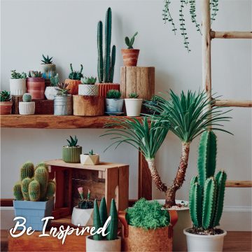 Adenbrook Homes - Be Inspired Mag Succulents